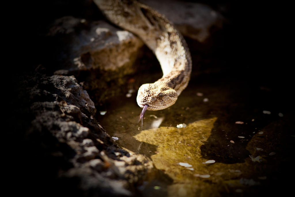 Mokuti Etosha Villa Namutoni Bagian luar foto
