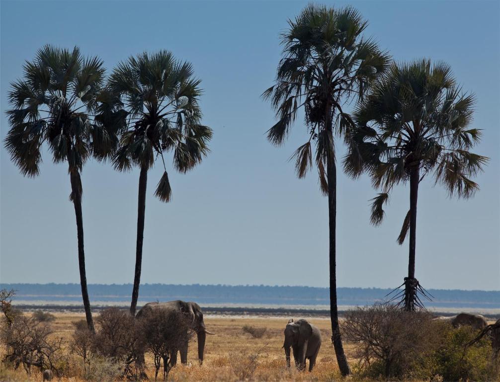 Mokuti Etosha Villa Namutoni Bagian luar foto